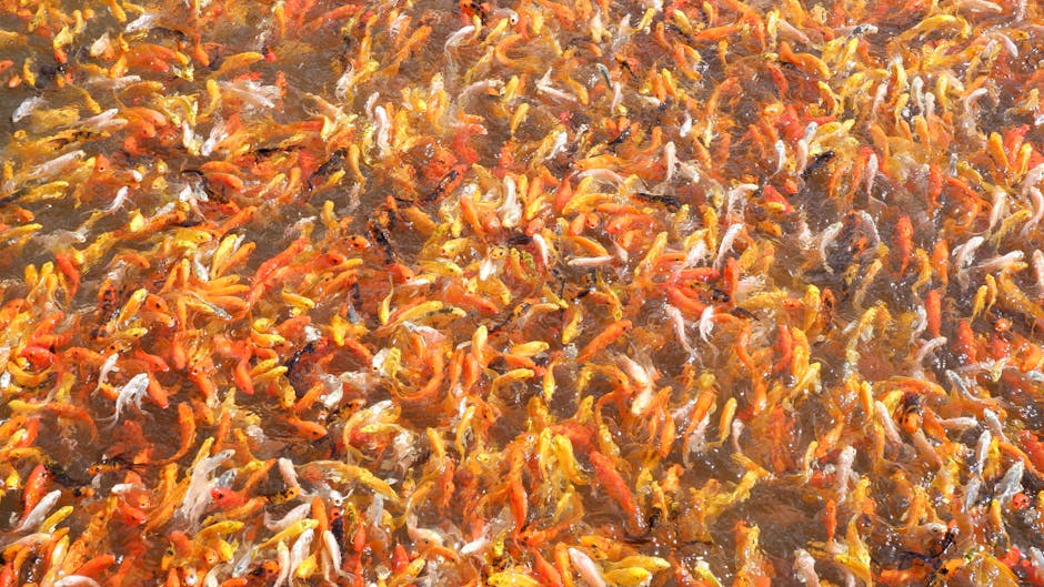 Aquicultura EAD