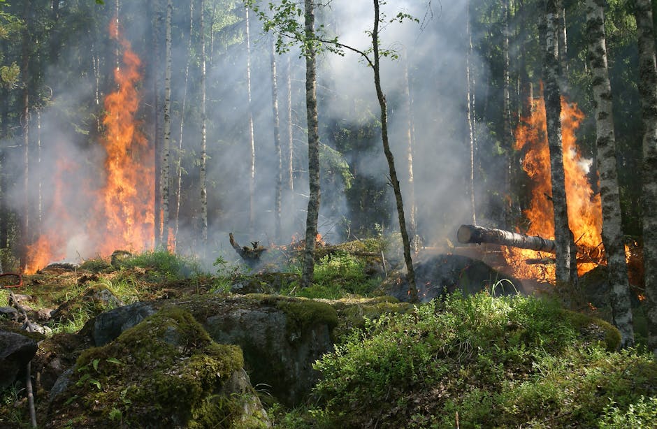 Prevenção a Incêndios Florestais