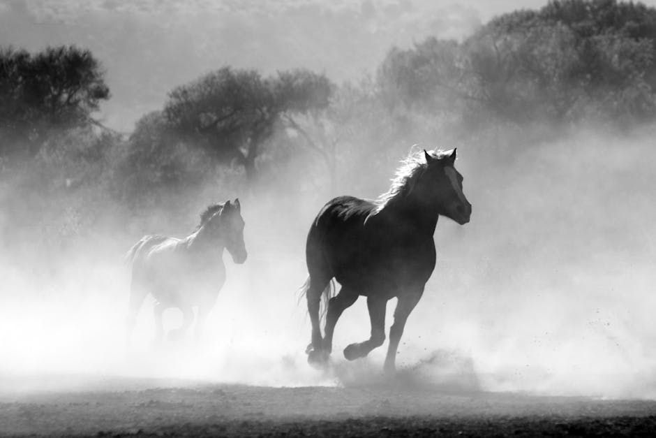Manejo de Cavalos