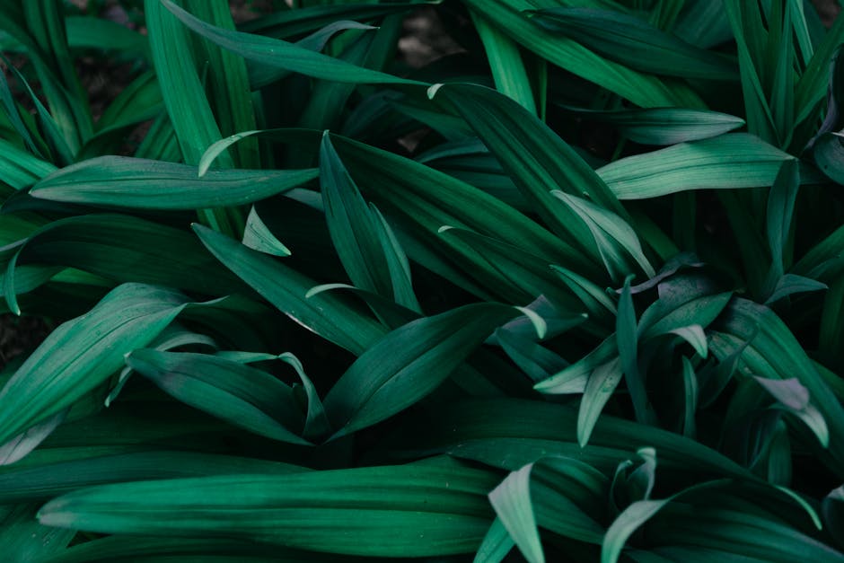 Componente Vegetal nos Sistemas de ILPF
